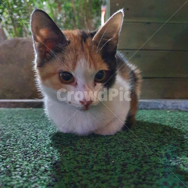 고양이,길고양이,animal,kitten,cat,동물,animal,포유류,mammal,고양이,cat,kitten,kitty