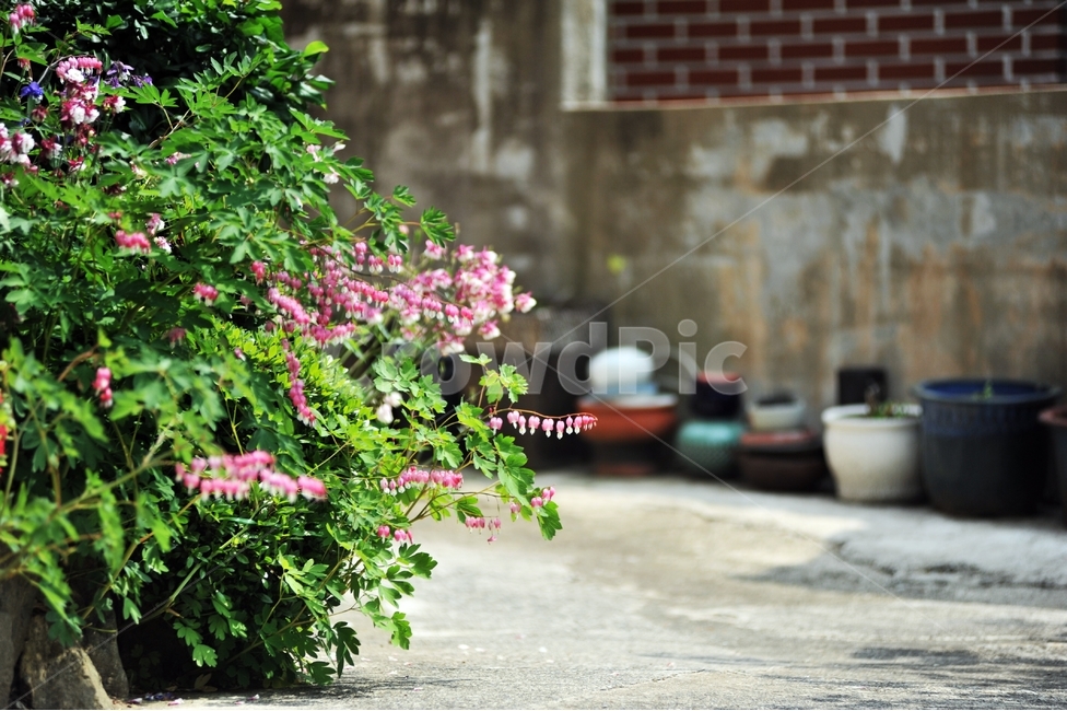 금낭화,錦囊花,양귀비과,분홍꽃,봄꽃,며늘치,식물,자연,plants,nature,꽃,flower