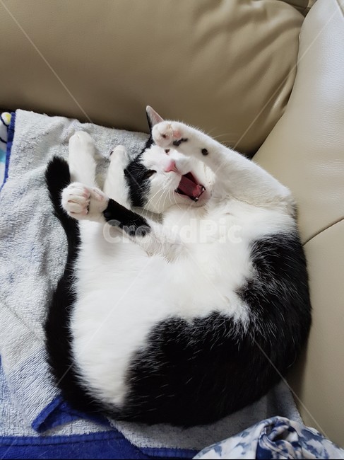 고양이,검정,흰색,검은색꼬리,핑크색코,발톱,송곳니,동물,animal,포유류,mammal,고양이,cat,kitten,kitty