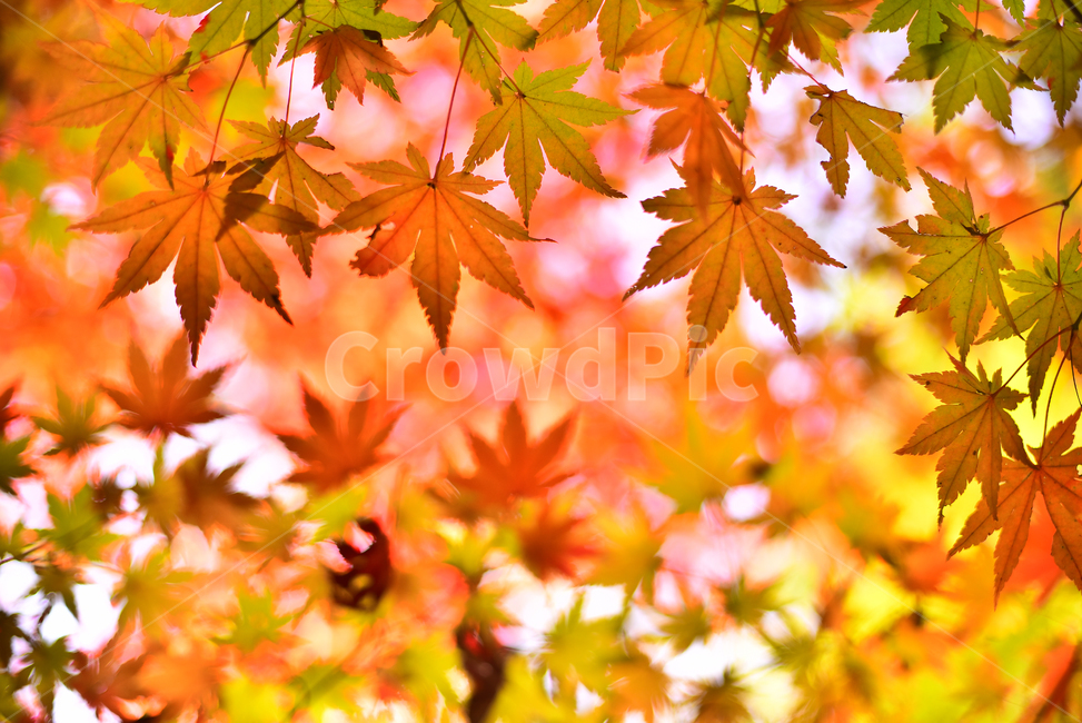 가을,한국자연경관,한국자연풍경,보케,빛망울,플레어,bokeh,flare,가을배경,가을감성,단풍나무,단풍숲,환경,힐링,environment,colorful,season,background,natural,계절,시즌,백그라운드,칼라풀,컬러풀,plant,단풍,leaf,잎,fall,autumn,빨강색,노랑색,red,yellow,outdoor,야외,아웃도어,nature,자연,outdoors,옥외,forest,tree,나무,식물,maple,가을,계절,fall,autumn,season