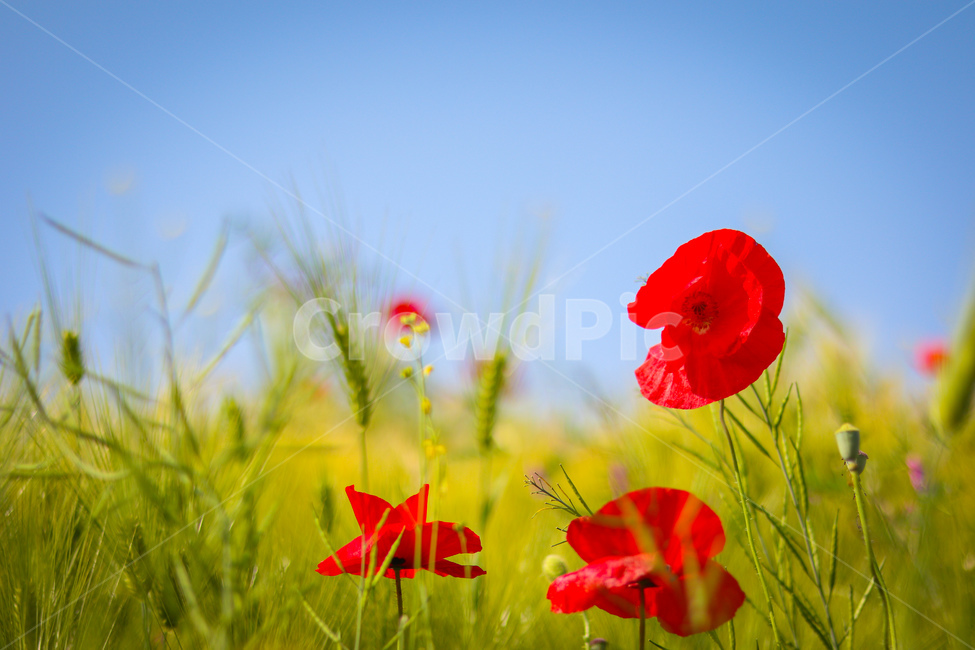 양귀비,빨강,파랑,초록,식물,자연,감성,꽃,flower,하늘,nature,natural,봄,따스함,식물,자연,plants,nature,꽃,flower
