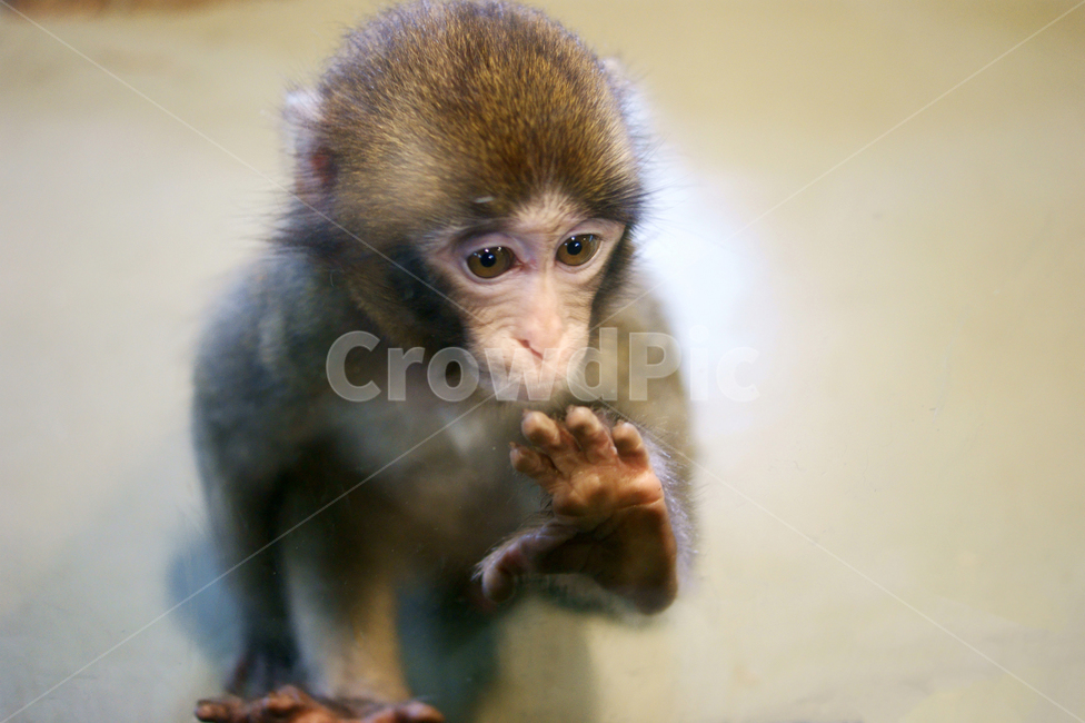 원숭이,동물,animal,monkey,wildlife,배경,동물배경,동물,animal,포유류,mammal