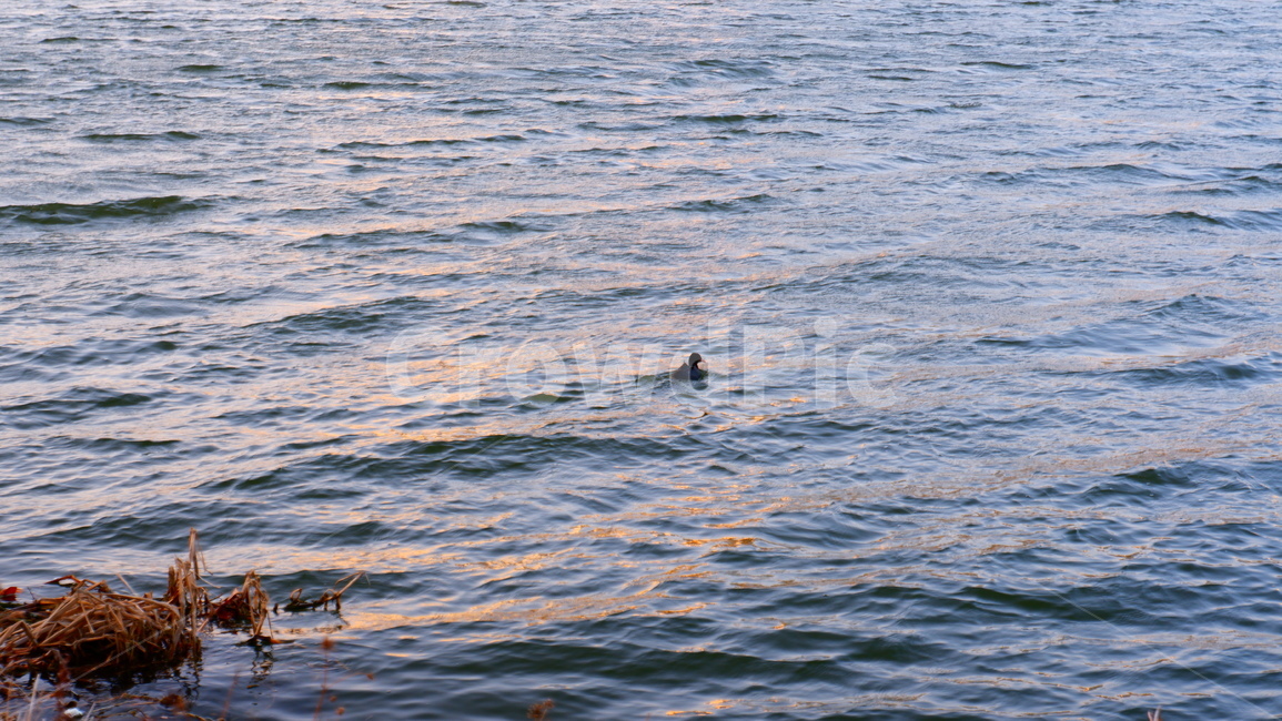 water,물,nature,자연,오리