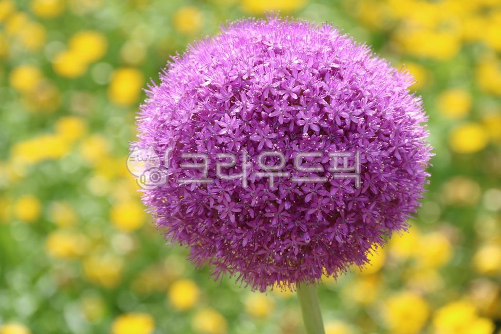 식물,꽃,flower,알리움,allium,보라색