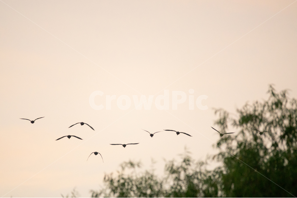 새,조류,동물,비행,무리,자연,협동,협업,자연,풍경,nature,landscape,동물,animal,조류,새,birds,bird,flying,나는
