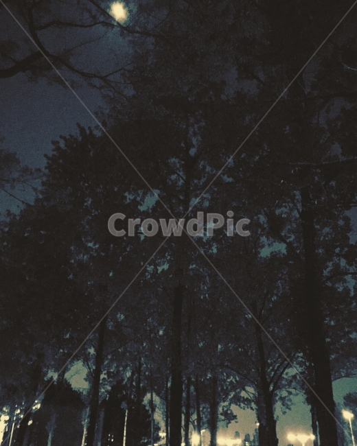 달빛,달,선유도,한강,나무,푸른색,자연,풍경,nature,landscape,야경,밤,nightscape,night,outdoors,옥외,tree,plant,식물