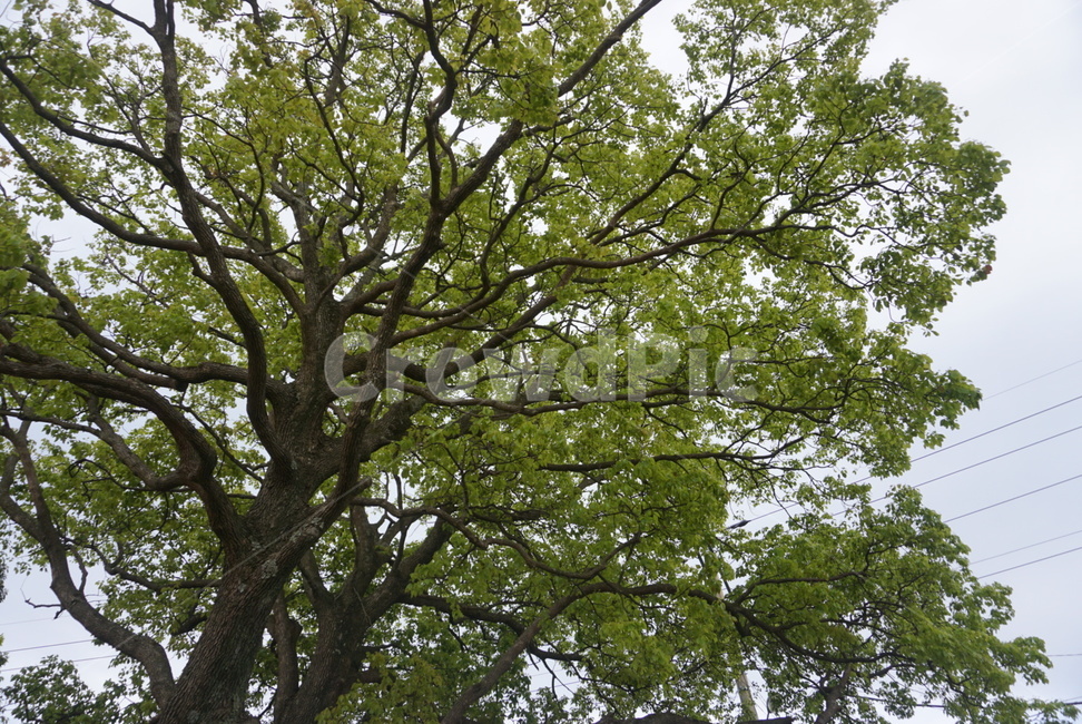 식물,tree,나무,treetrunk,나무줄기,plant,식물,자연,plants,nature,나무,trees,wood