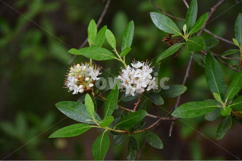 nature,feeling,woody,Azalea,flower,healing,ecology,wildflower,wildflowers,emotion,plants,plant,season,Emotion,Rhododendron