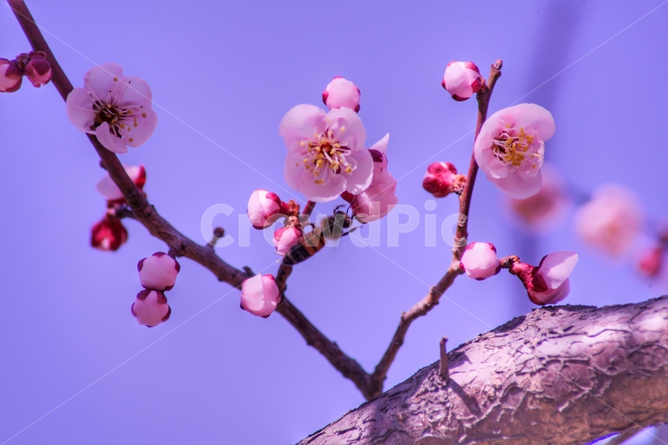 벚꽃,나무,봄,벚꽃구경,꽃,자연,flower,flowers,식물