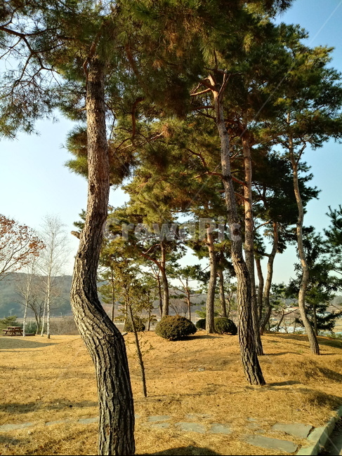 나무,식물,tree,plant,소나무,적송,잎,줄기,식물,자연,plants,nature,나무,trees,wood