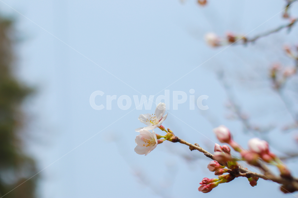 봄,꾳,벚꽃,벚나무,봄꽃,봄,계절,spring,season,식물,자연,plants,nature,꽃,flower,plant