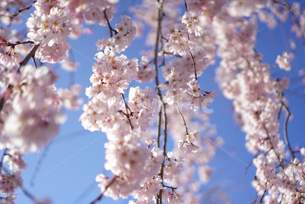 벚꽃,봄,하늘,자연,나무,봄,계절,spring,season,plant,식물,flower,꽃,blossom