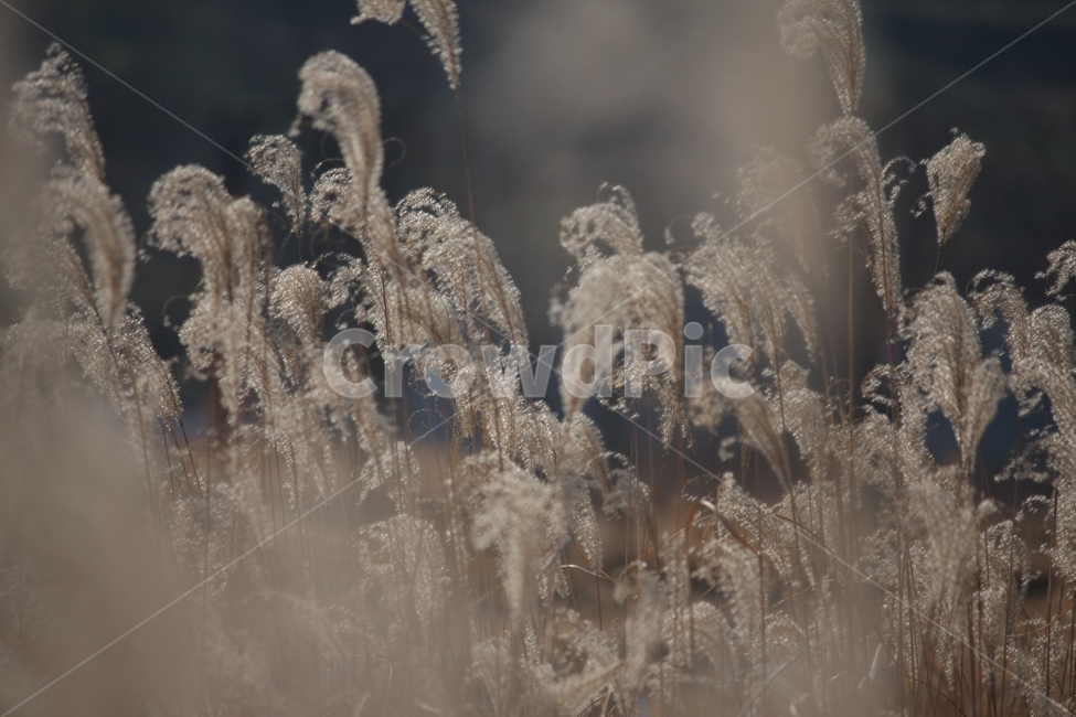 가을,억새,갈대,공원,풍경,가을,계절,fall,autumn,season,식물,자연,plants,nature,감성,sensible,feeling,grass,잔디,plant,lawn,reed