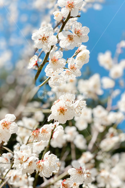 꽃,매화꽃,식물,flower,plant,봄,계절,spring,season
