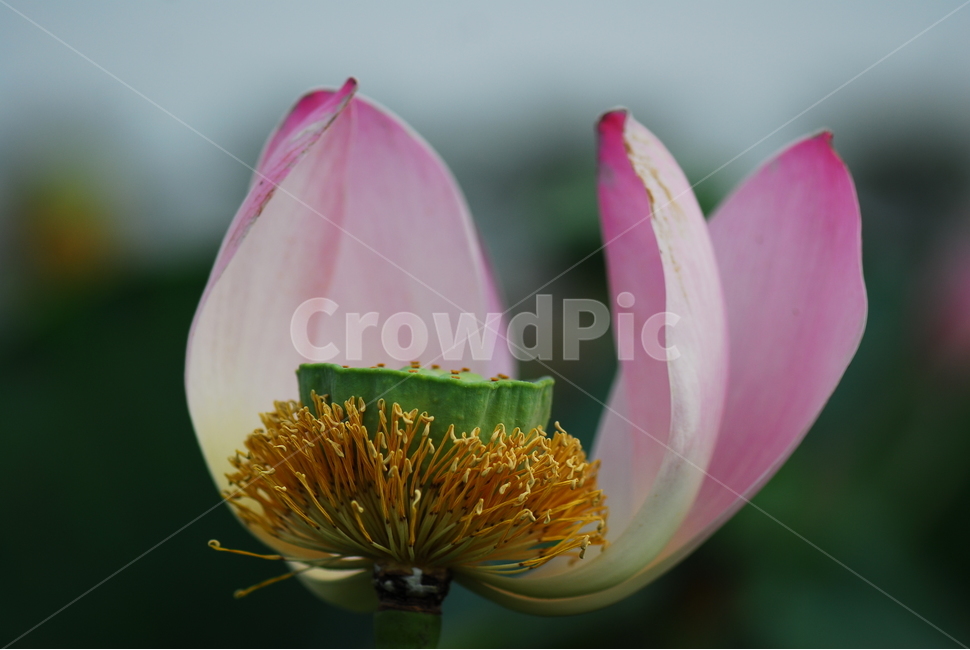 꽃,연꽃,관곡지,불교,여름,식물,자연,plants,nature,꽃,flower