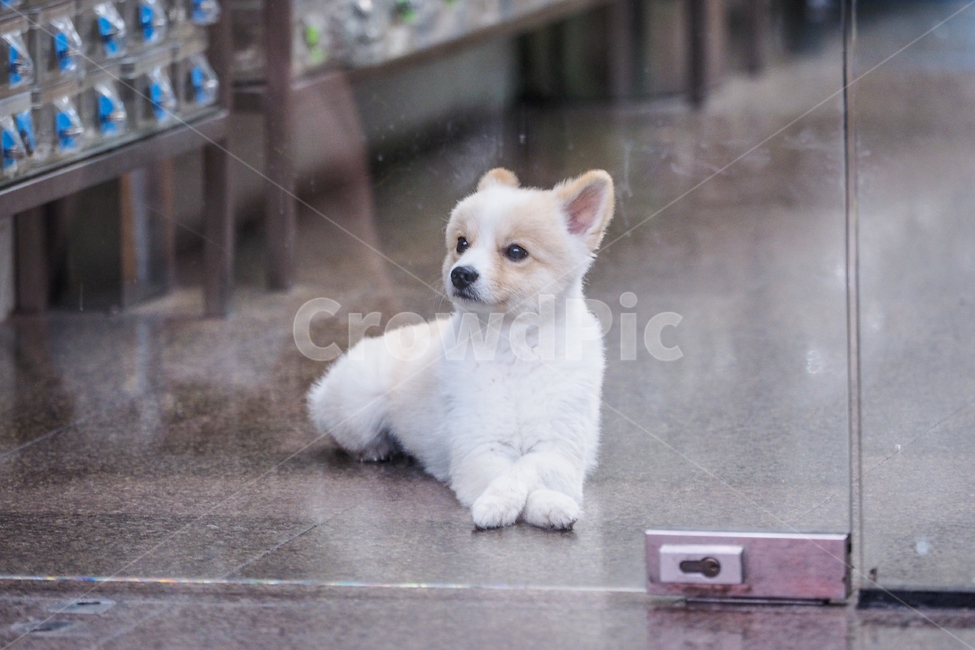 태국,강아지,개,thailand,쇼핑몰,동물,animal,포유류,mammal,개,강아지,dog,doggy