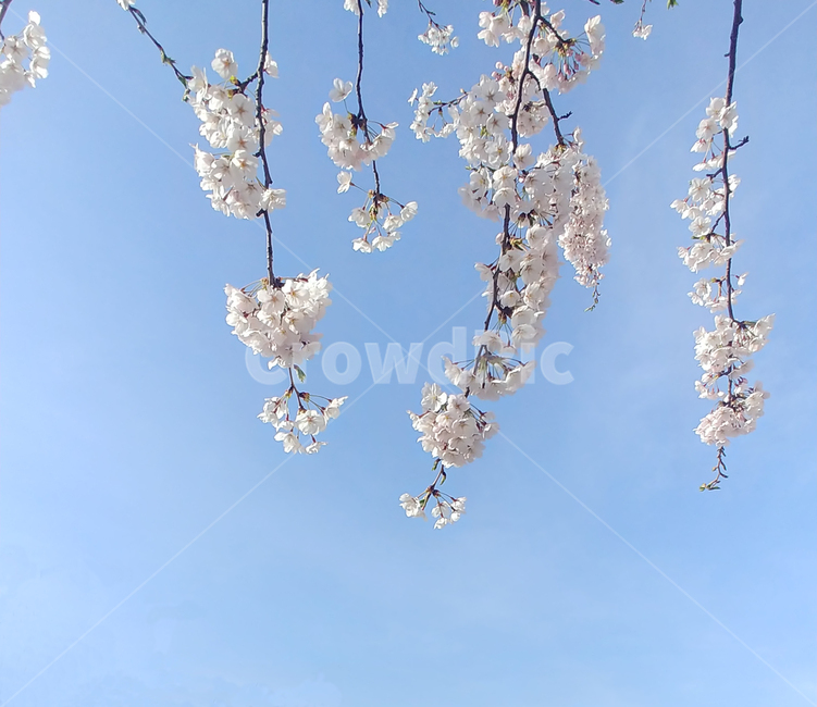 벚꽃,꽃,봄꽃,식물,하늘,flower,spring,sky
