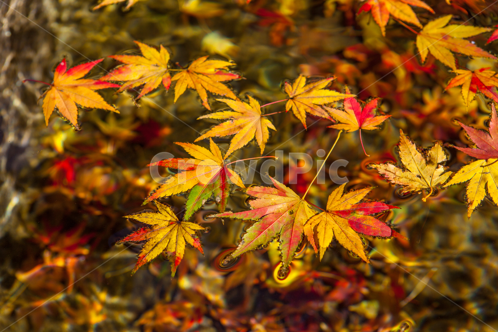 leaf,plant,식물,tree,나무,maple,단풍,가을,노랑,빨강,계절,풍경,낮,단풍나무,잎,단풍잎,배경사진,자연,배경,가을,계절,fall,autumn,season,식물,자연,plants,nature