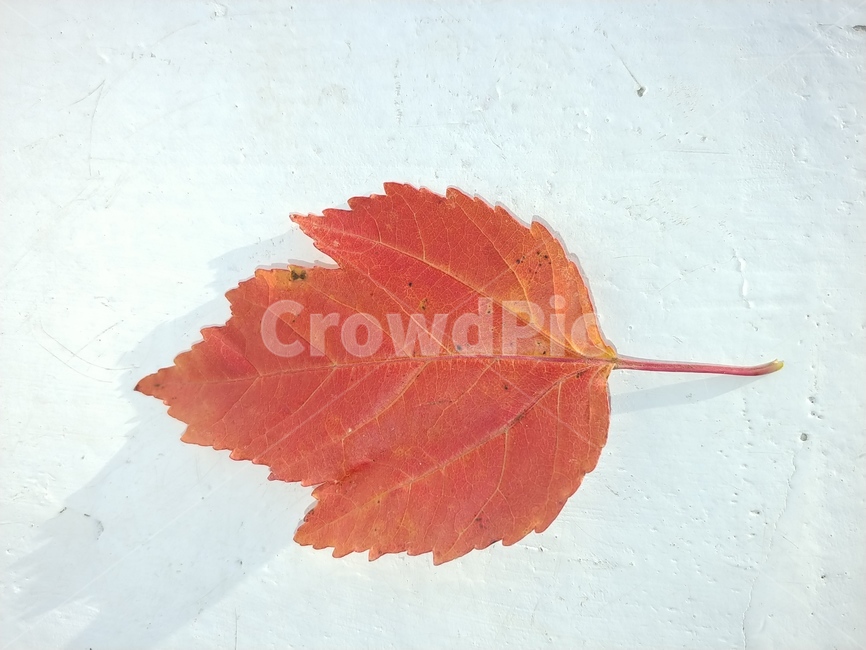 가을,단풍,나뭇잎,단풍잎,낙엽,잎,leaf,식물,나무,가을,계절,fall,autumn,season,plant,tree
