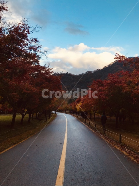 가을,단풍,도로,내장산,순창
