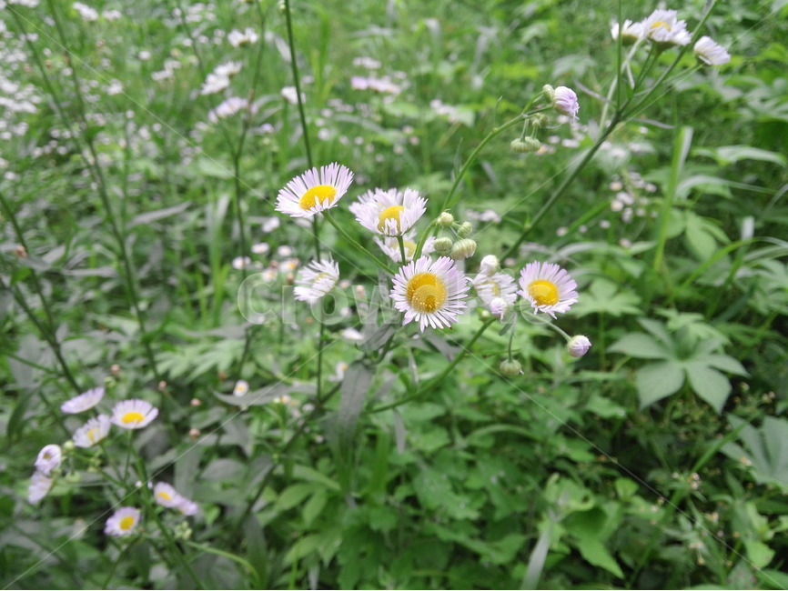 가을,꽃,산,아름다운,흰색,식물,자연,plants,nature,꽃,flower