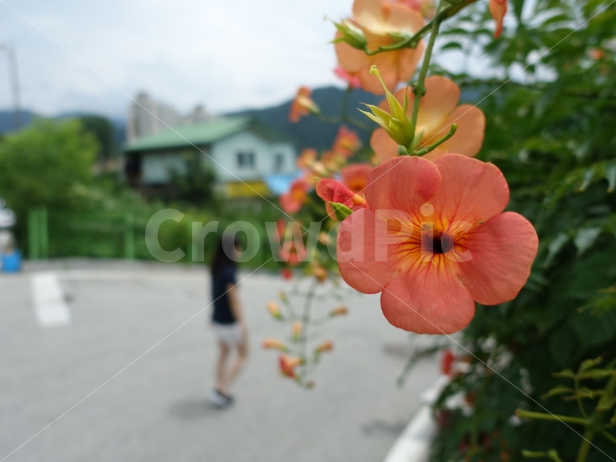 꽃,여인,미,아름다운,풍경,플라워,감성,감성사진,눈부심,오렌지빛,식물,자연,plants,nature,꽃,flower