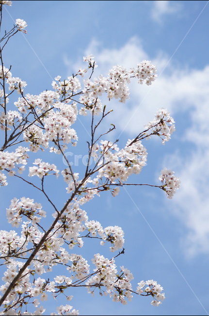 벚꽃,파랑,하늘,구름,풍경,봄,계절,spring,season,식물,자연,plants,nature,꽃,flower,plant,blossom
