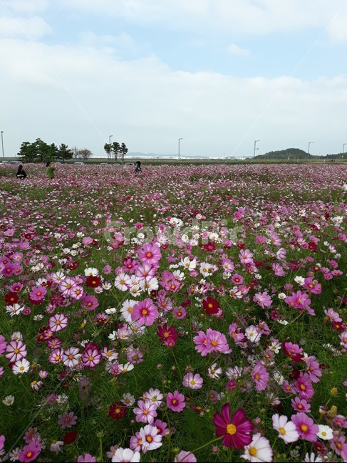 하늘공원,코스모스,가을나들이,서울근교,cosmos,가을,계절,fall,autumn,season,plant,식물,geranium,제라늄,flower,꽃,blossom