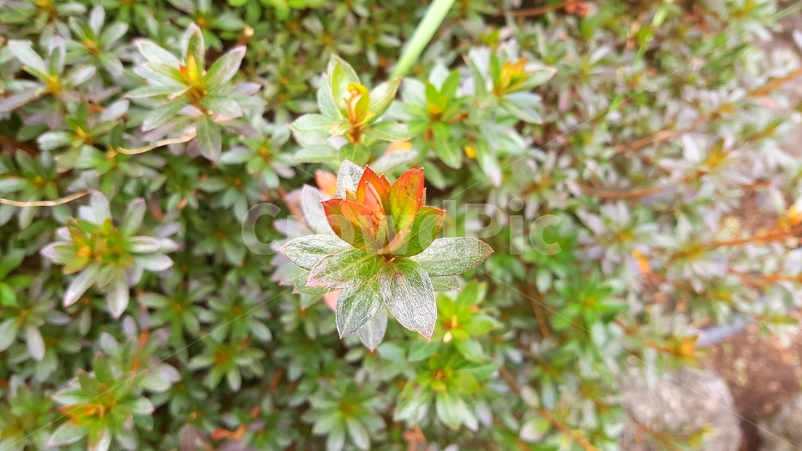 나뭇잎,식물,자연,green,plant