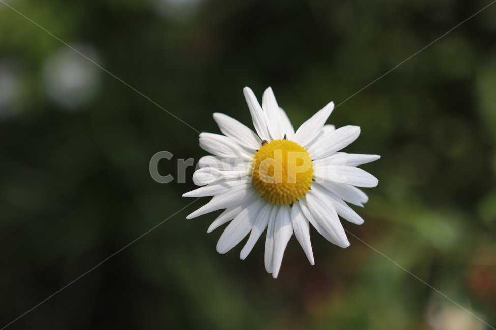 쑥부쟁이,꽃,계란꽃,들꽃,구절초,식물,자연,plants,nature,꽃,flower