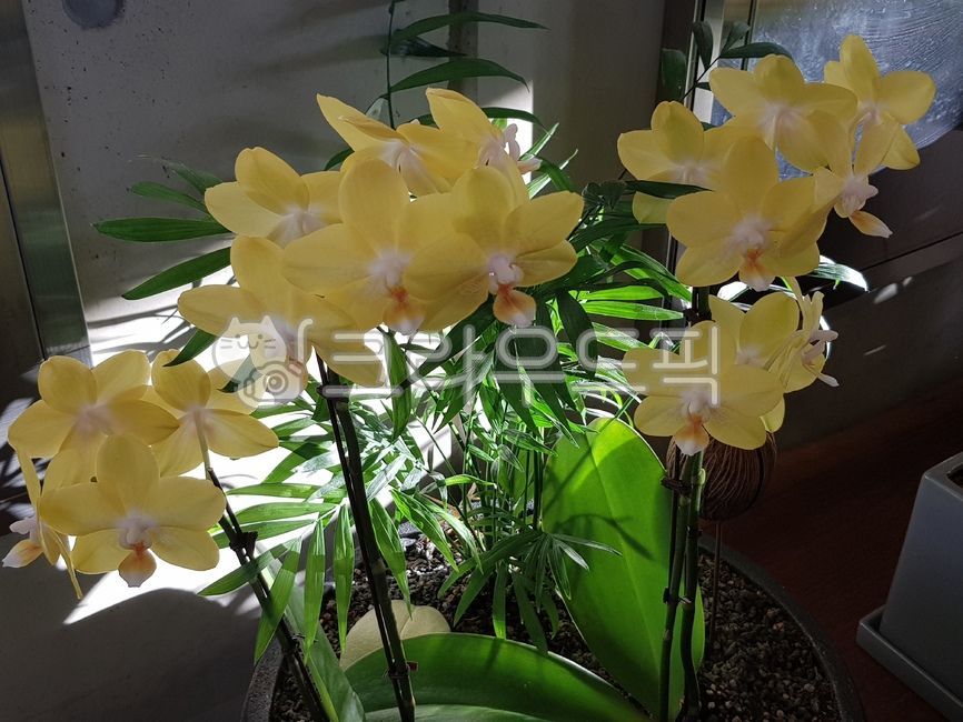 blossom,Phalaenopsis orchid,yellow flower,Autumn Cafe,flower