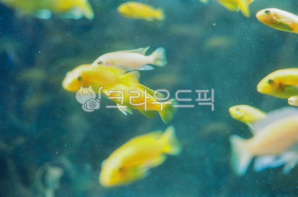 tropical fish,fish,aquarium