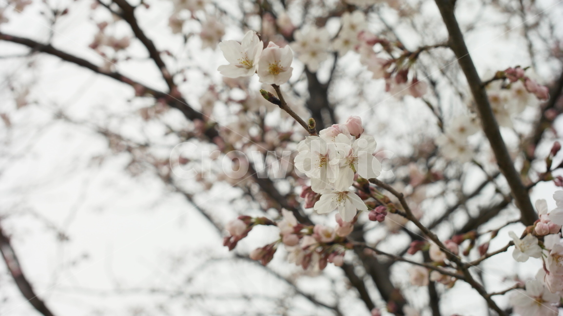 봄,벚꽃,꽃,자연,이쁜,nature,flower,식물,자연,plants,nature,꽃,flower