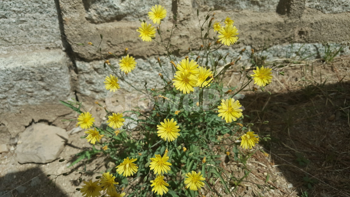 꽃,들꽃,봄,봄꽃,식물,식물,자연,plants,nature,꽃,flower