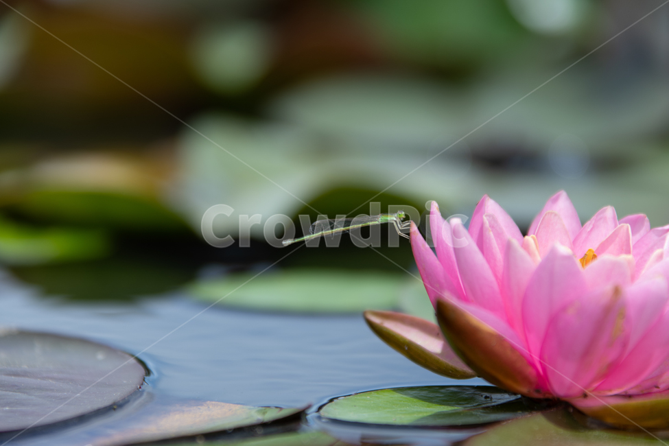꽃,연꽃,연잎,수련,자연,힐링,식물,자연,plants,nature,꽃,flower,동물,animal,곤충,벌레,insect,bug