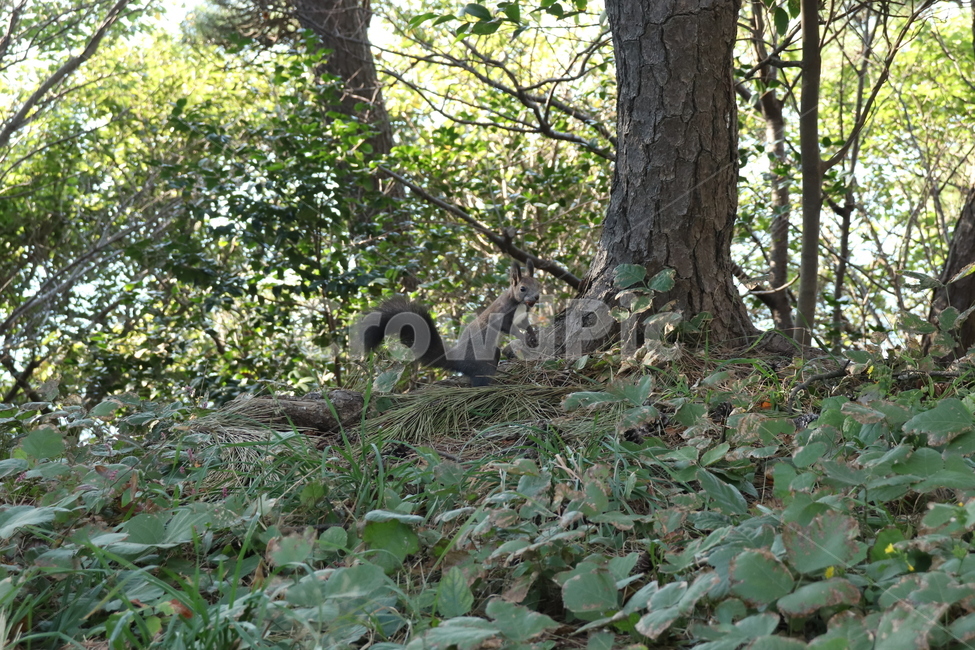 청설모,야생동물,풍경,자연,동물,귀여움,자연,풍경,nature,landscape,동물,animal,포유류,mammal