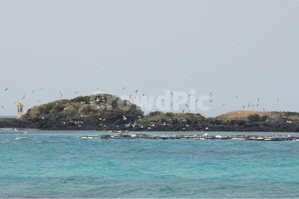 제주도,바다,새,시원한,여름,sky,blue,sea,bird,자연,풍경,nature,landscape,한국자연풍경,한국자연경관,korea nature landscape,제주도,jeju,jeju island,outdoors,옥외,land,땅,ocean,대양,water,물,shoreline,해안선