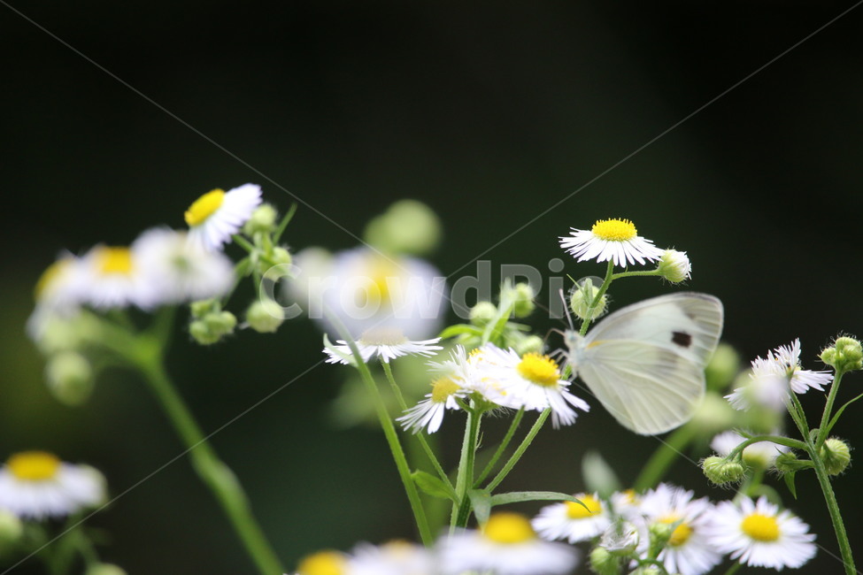 하얀나비,사계절,바탕화면,순수,나비,식물,자연,plants,nature,꽃,flower,동물,animal,곤충,벌레,insect,bug