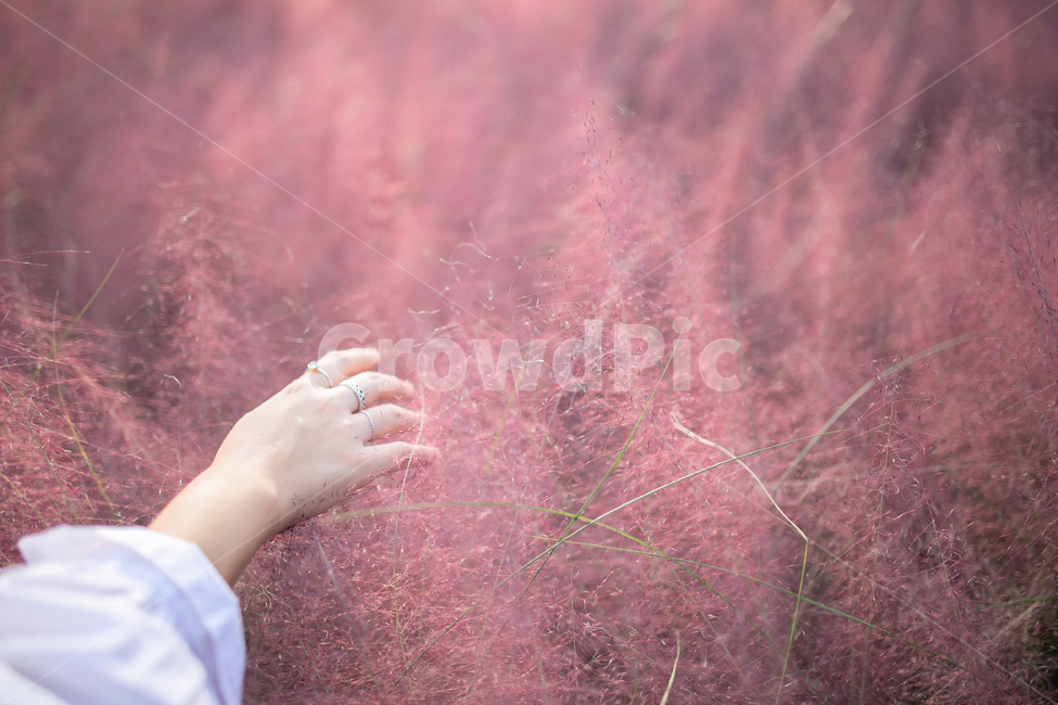 핑크,핑크뮬리,공원,손,여자손,저녁,분홍색,pink,nuhly,park,가을,fall,식물,plants,자연,nature,여성,여자,female,woman