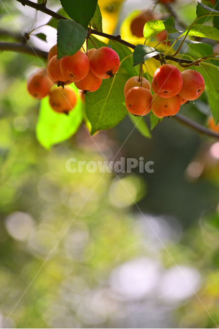 사과,애기사과,능금,과일,식용,음식,푸드,apple,fruit,간식,디저트,먹거리,구연산,달콤,새콤,나무열매,열매,food,plant,배경,바탕,백그라운드,background,빨강색,레드,보케,빛망울,식물,과일,열매,fruit
