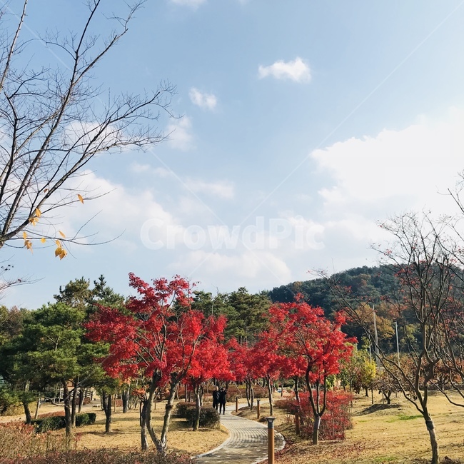 가을,단풍,나무,자연,풍경