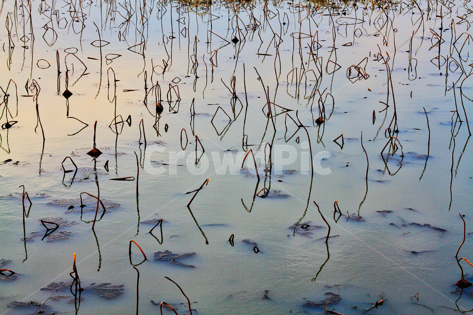 빛반사,호수,저수지,연못,가을,자연,풍경,nature,landscape,식물,plants,outdoors,옥외,land,땅,water,물,grass,잔디,plant,swamp,늪,bog,변소,marsh,습지