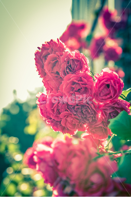 장미,rose,꽃,flower,여름,빨강,red,초록,그린,평화,안정,조화,정원,식물,자연,plants,nature,꽃,flower