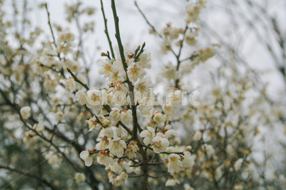 매화,매화나무,매화꽃,꽃,봄,자연,풍경,감성사진,봄,계절,spring,season,식물,자연,plants,nature,꽃,flower,plant,blossom