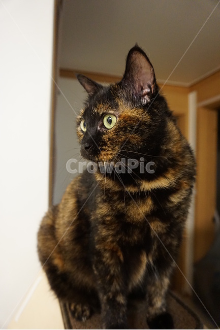 고양이,동물,코리안숏헤어,냐옹이,코숏,동물,animal,포유류,mammal,고양이,cat,kitten,kitty