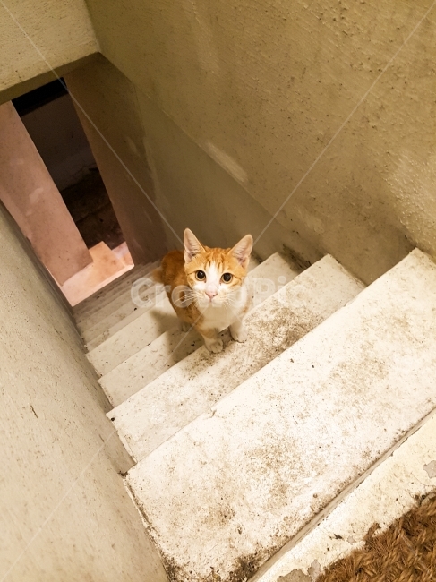 자연,고양이,길고양이,부산,노을,저녁,natural,cat,busan,evening,Republic of Korea,night,대한민국,한국,korea,동물,animal,포유류,mammal,고양이,cat,kitten,kitty