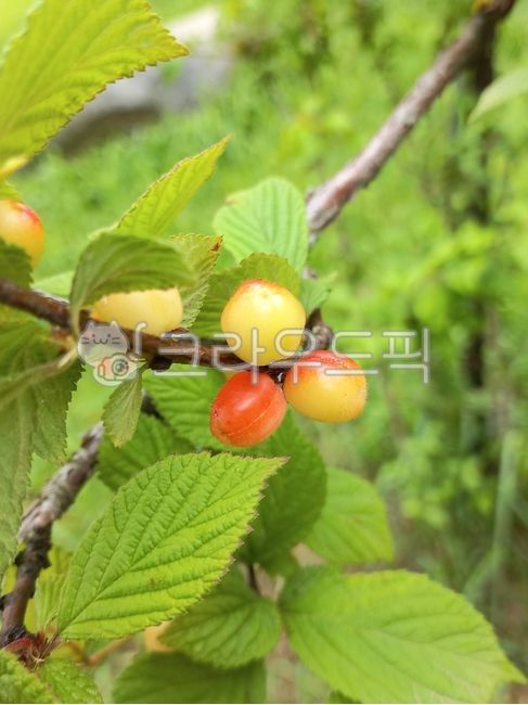 앵두,열매,앵두열매,앵두나무,식물