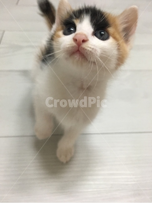 고양이,아기고양이,삼색이고양이,cat,코숏,귀여움,앙증맞음,동물,animal,포유류,mammal,고양이,cat,kitten,kitty
