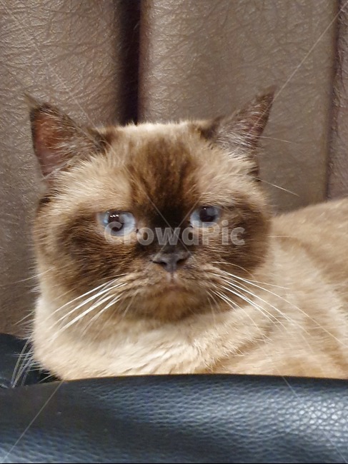 고양이,애완동물,반려묘,냥이,동물,동물,animal,포유류,mammal,고양이,cat,kitten,kitty