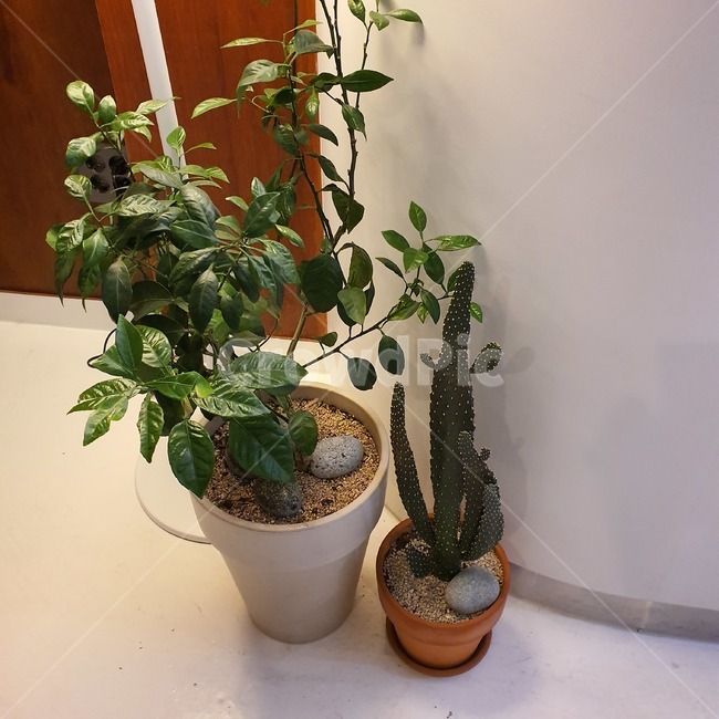 plant,식물,화분,디스플레이,인테리어,선인장,실내용화초,화분,화초,house plant